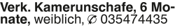 Vorschaubild der Anzeige, (Id: 1981310)